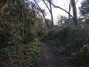 Forêt de Noirmoutier